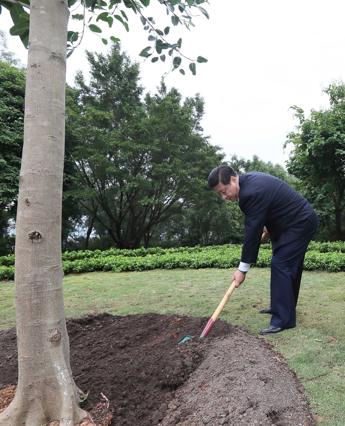2012年12月8日，習(xí)近平在深圳蓮花山公園種下一棵高山榕樹。