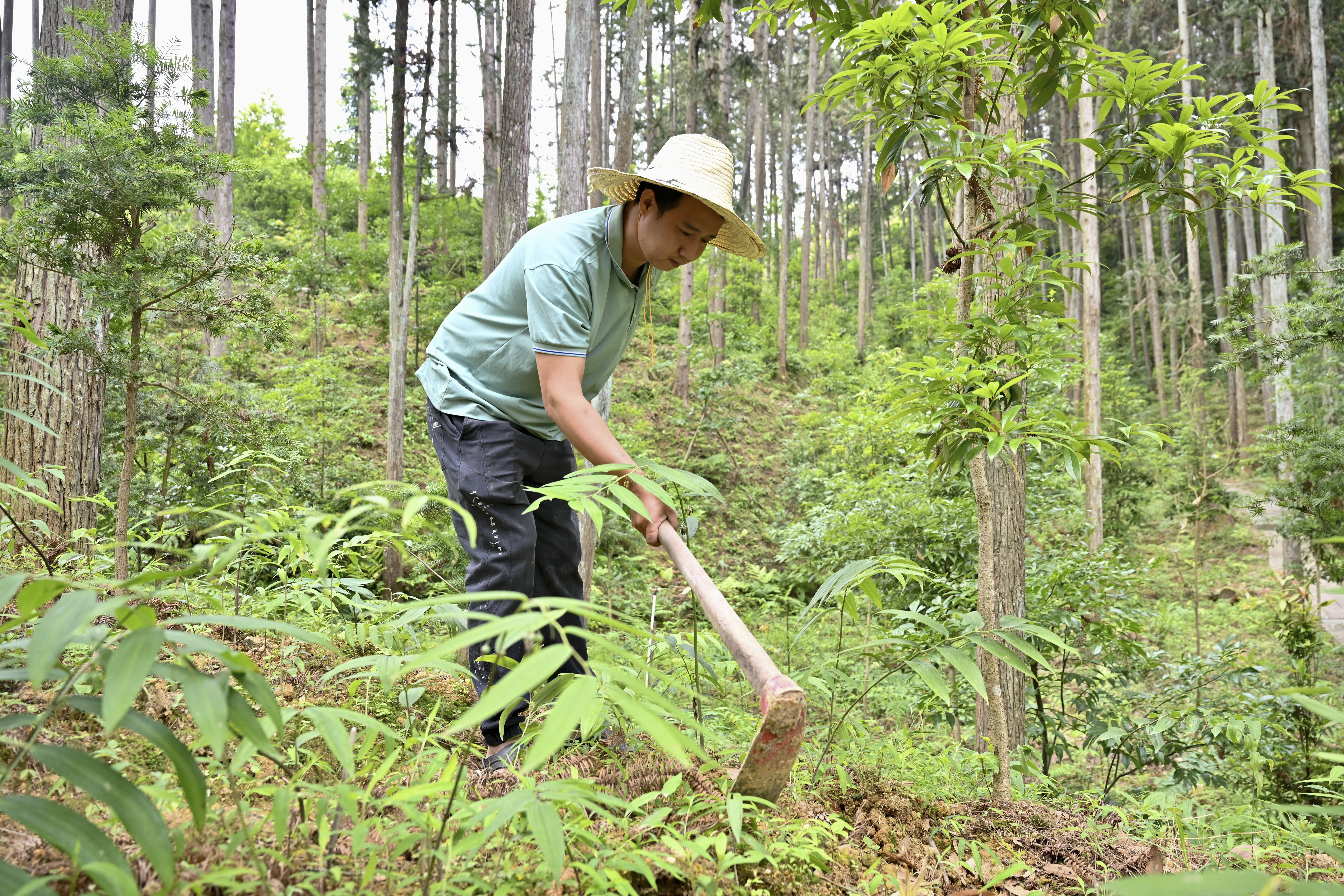 2024年5月9日，福建省三明市馬巖林下經(jīng)濟(jì)種植示范基地工人在管理林下種植的多花黃精。