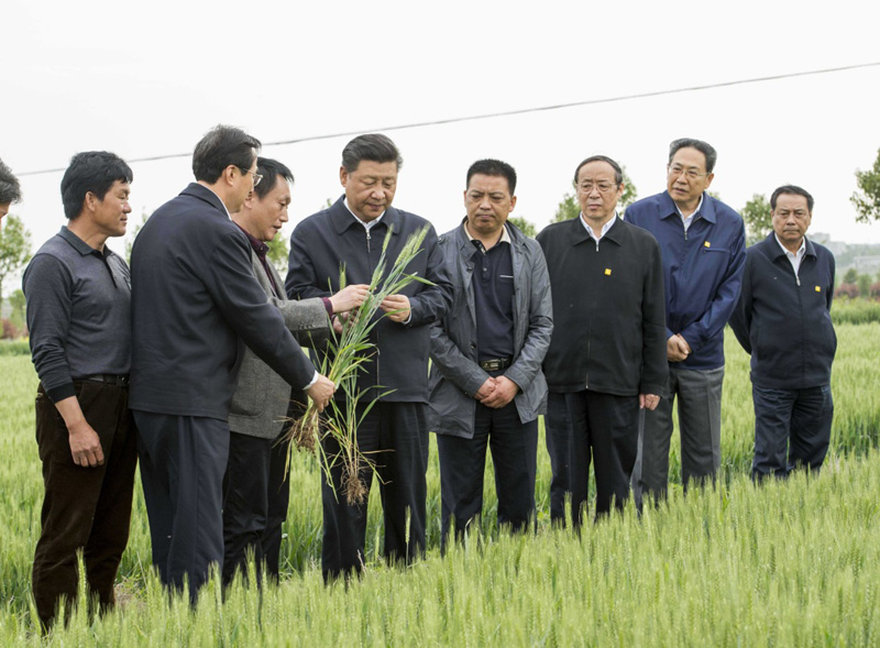 2016年4月25日下午，習(xí)近平在安徽滁州市鳳陽縣小崗村察看小麥長勢。左一為種糧大戶程夕兵。新華社記者 李學(xué)仁 攝