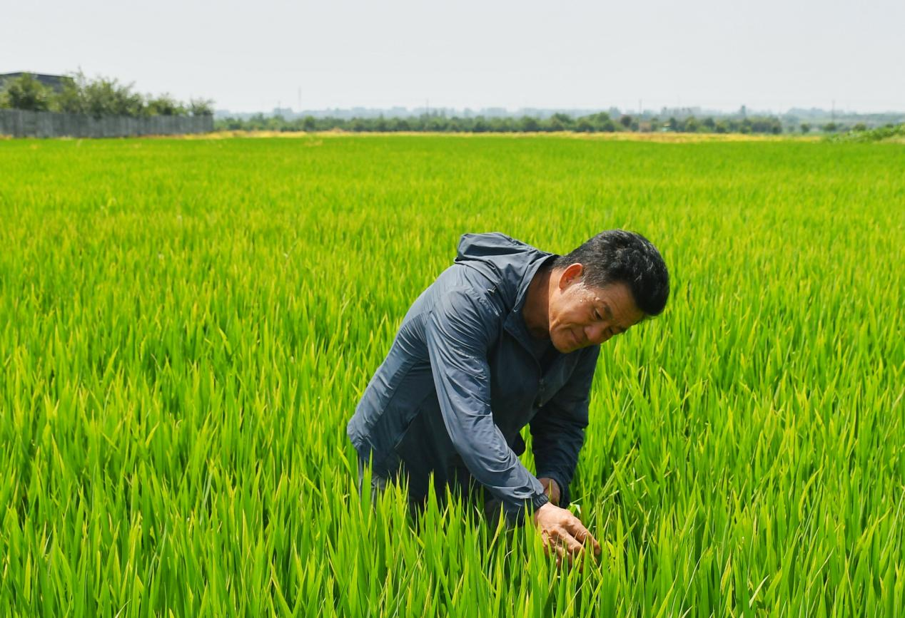 程夕兵在農(nóng)田里檢查水稻種植情況。人民網(wǎng)記者 周坤 攝